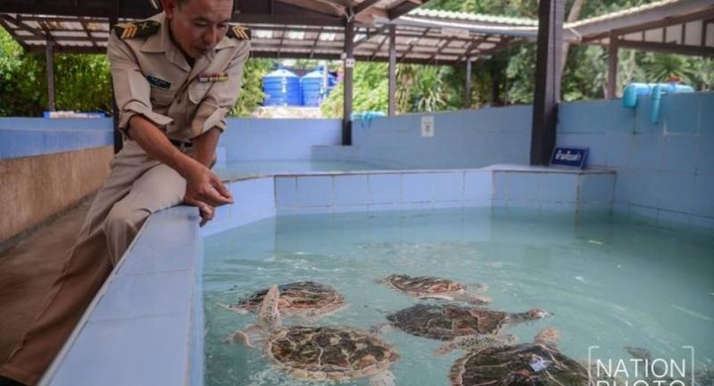 Sea turtles to be released to mark King’s birthday