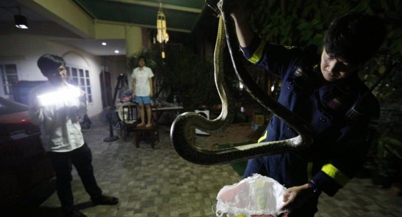 Bangkok firemen remove snakes