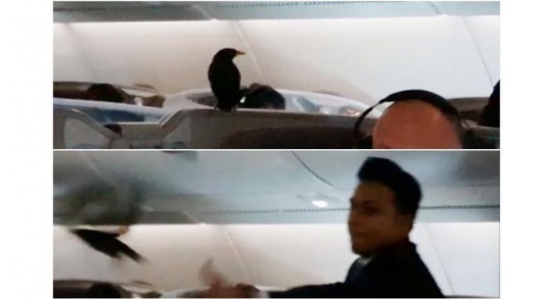 Stowaway bird found taking business class 12 hours into Singapore-London SIA flight