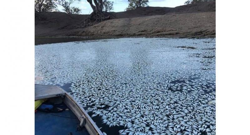 Sea of white: 'Hundreds of thousands' of fish dead in Australia