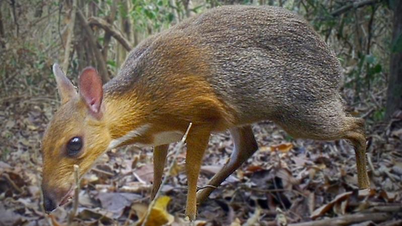 Rare deer-like species rediscovered after nearly 30 years in Việt Nam