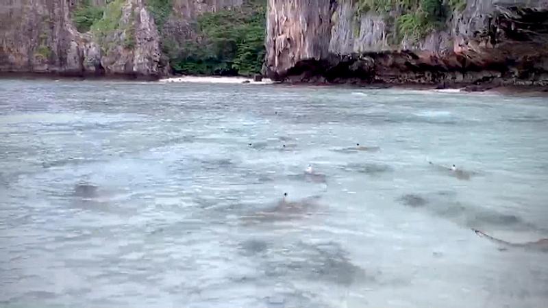 More than 10 Blacktip reef sharks found around Phi Phi Islands