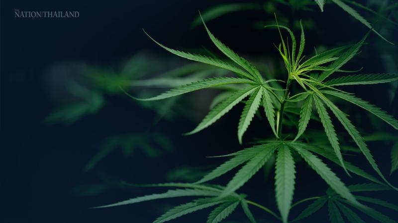 New rule allows growth of cannabis plants 