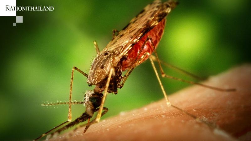 Over 6,000 people get dengue fever in 4 provinces 