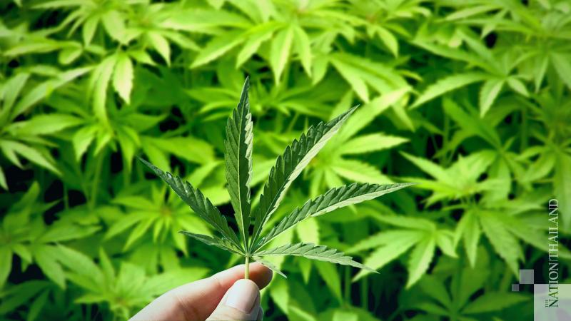 Public, private firms can now apply to grow hemp
