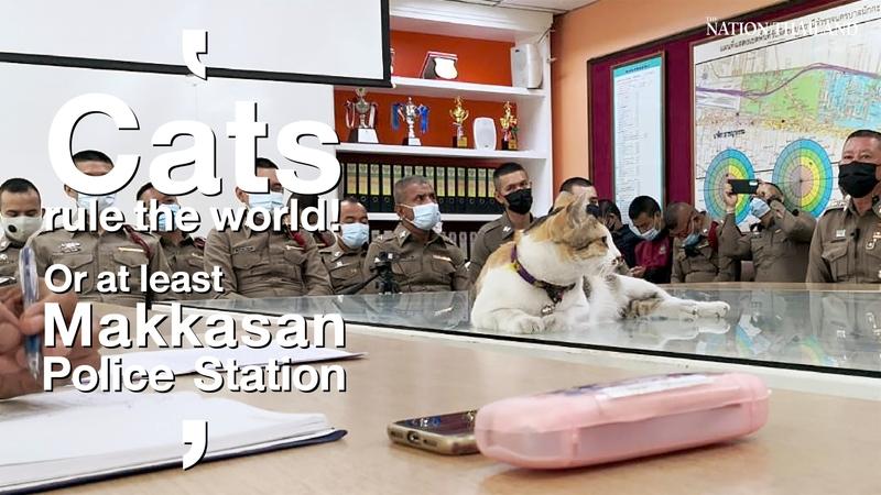 Cats rule the world! Or at least Makkasan Police Station