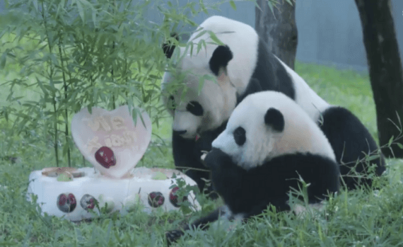 Washington national zoo celebrates panda cub Xiao Qi Jis 1st birthday