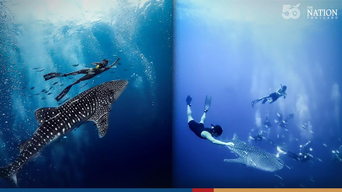 Whale sharks greet divers at Koh Tao