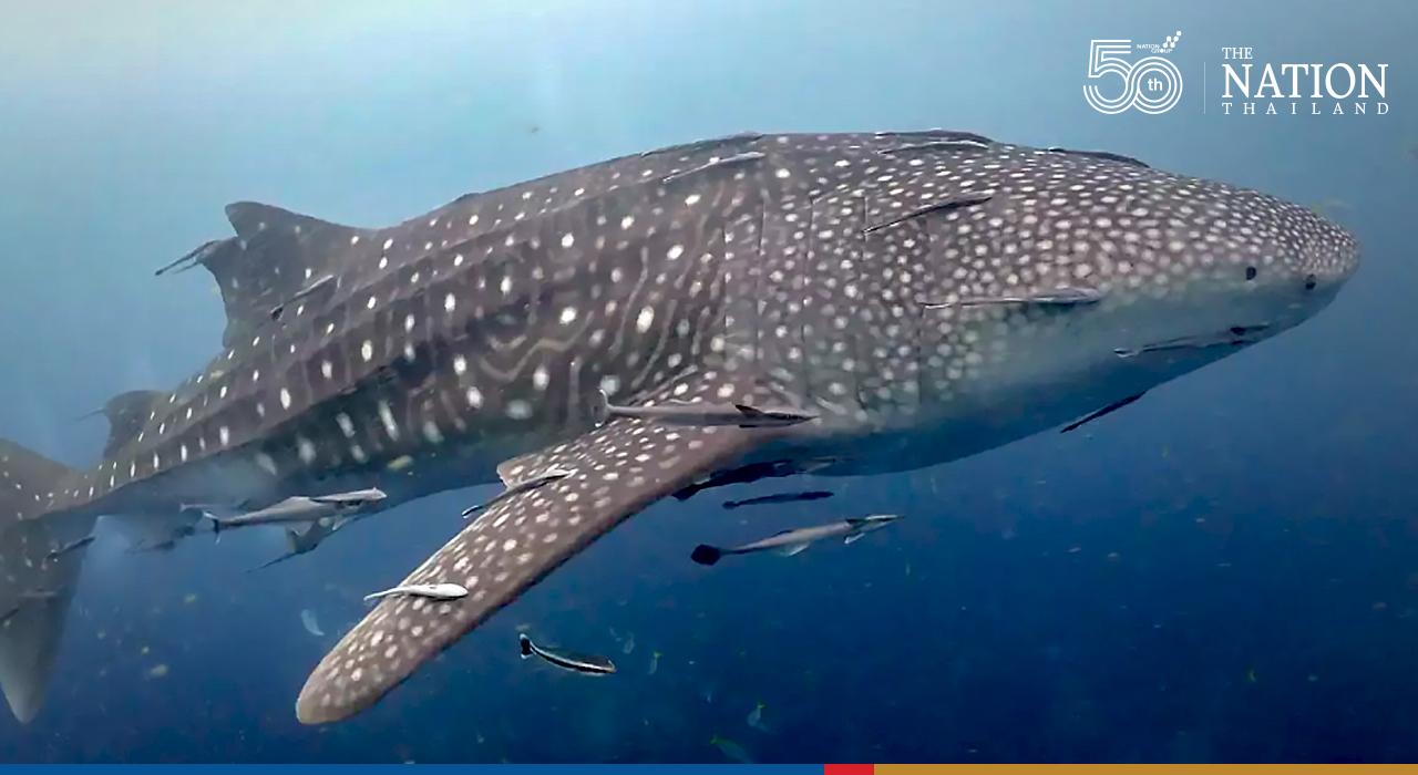 Dotted whale shark greets divers at Koh Tao as Surat Thani opens to tourists