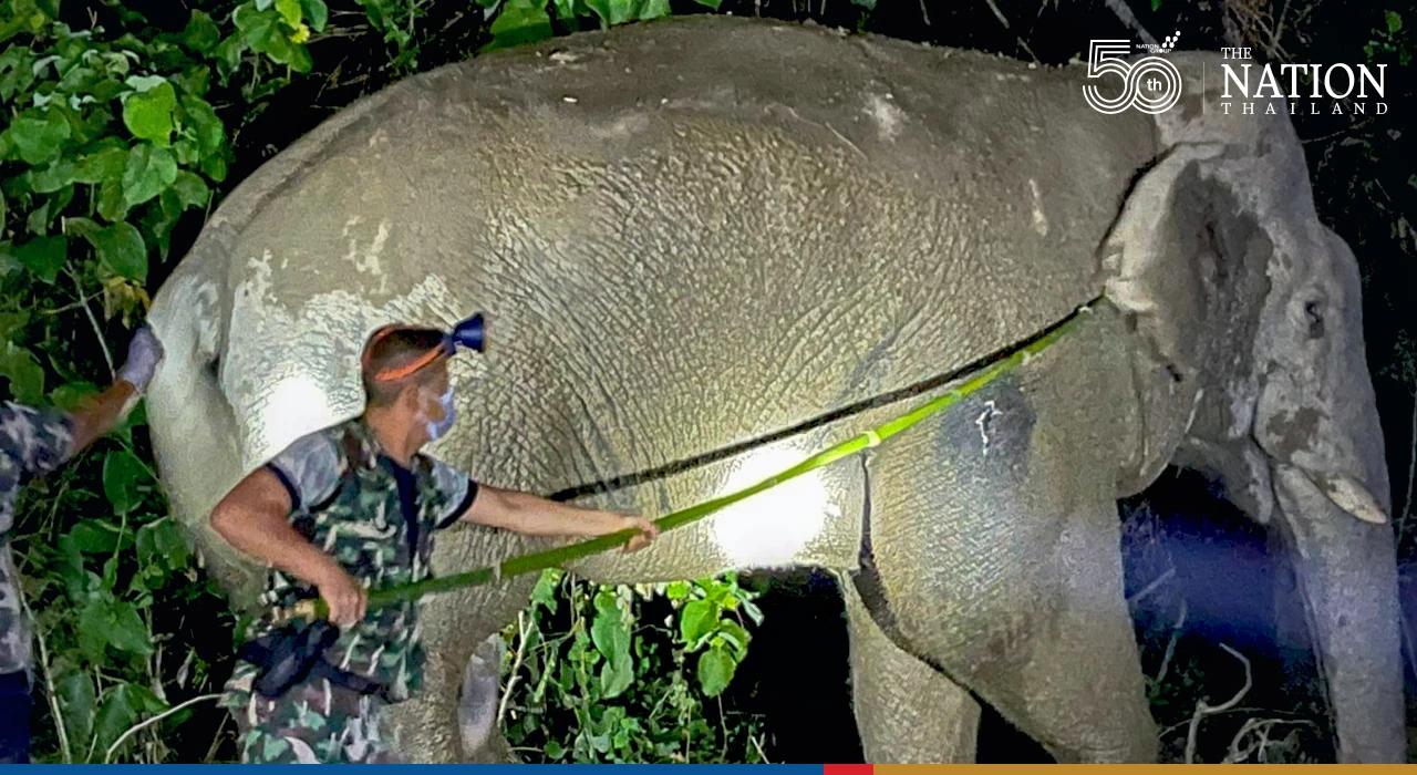 Veterinarians treat wild elephant hurt in colossal fight