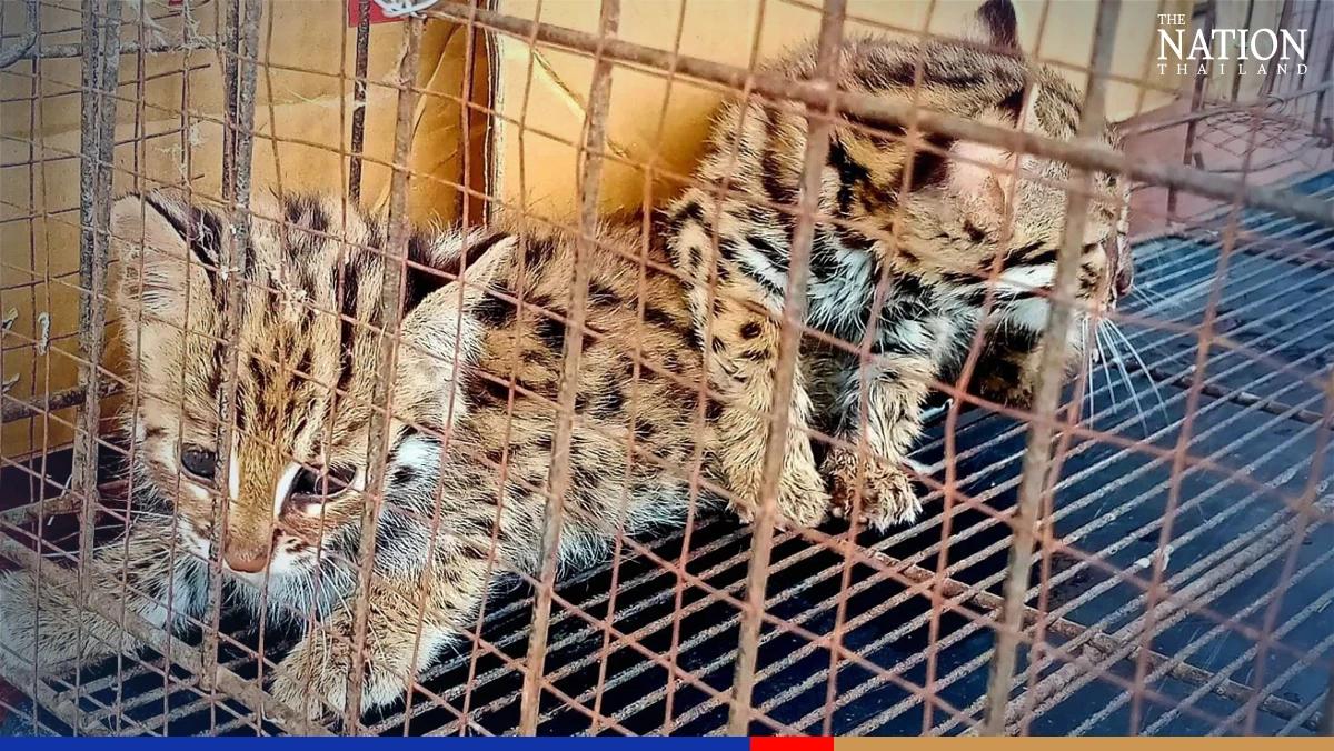 Two rare fishing cat kittens found abandoned in Tak