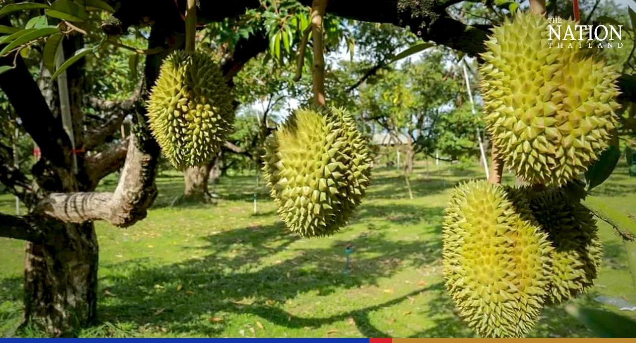 Harvesting unripe durian can land you in jail for 3 years, govt warns