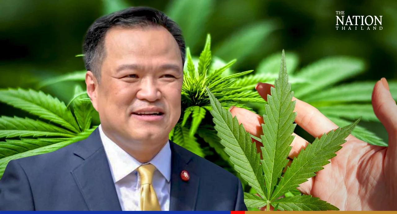 One million free cannabis plants handed out from next month: Anutin