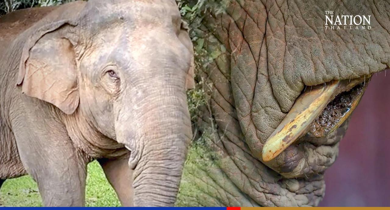 Khao Yai elephant returns to park office for help with hurting tusk