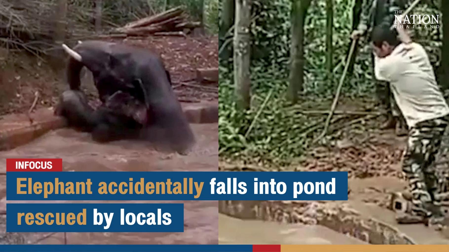 Elephant accidentally falls into pond, rescued by locals | The Nation
