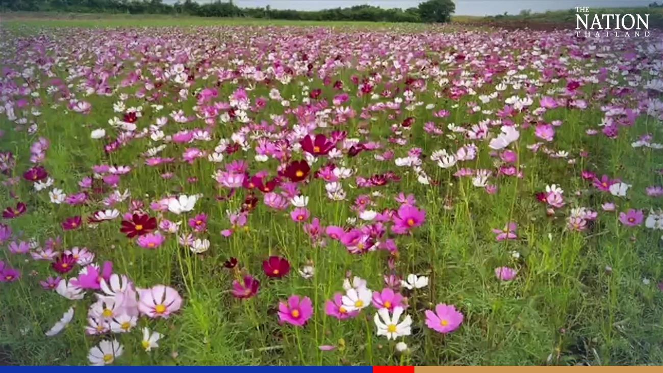 Lopburi rolls out carpet of cosmos flowers for tourists