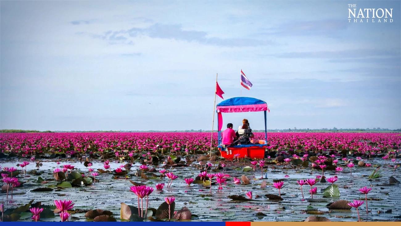 Tourism is blossoming on Udon Thani's pink lily lake