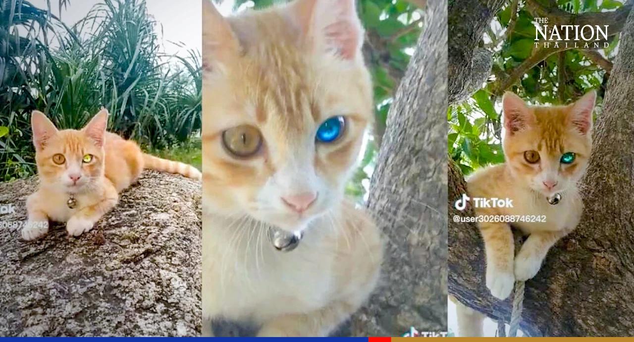 Thai cat with ‘diamond’ eye goes viral on TikTok ahead of lottery