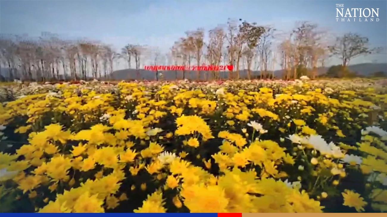 Petal power is drawing tourists to a field in Korat